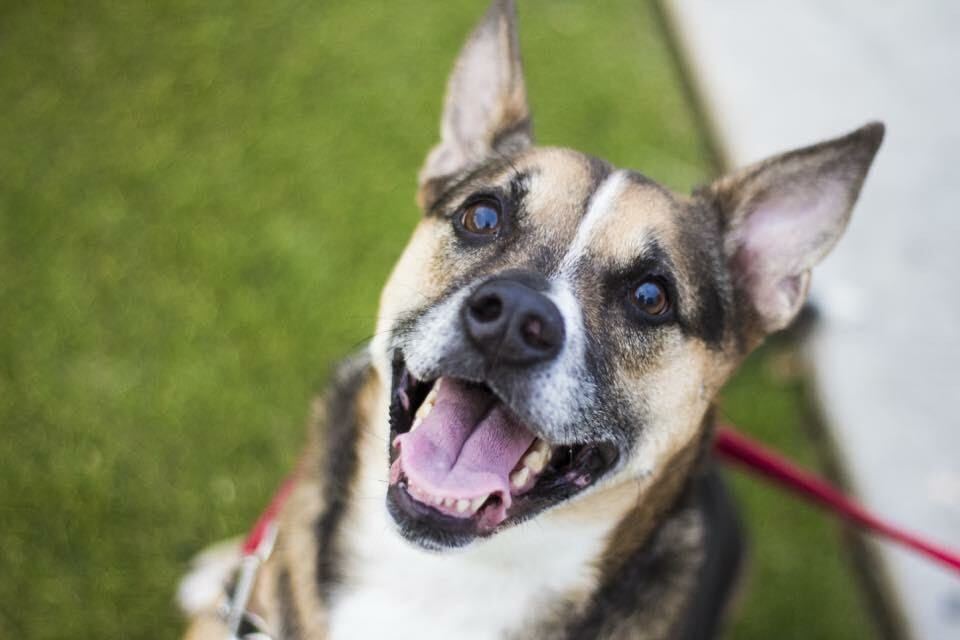 Meet the Dogs of J. Leigh Events